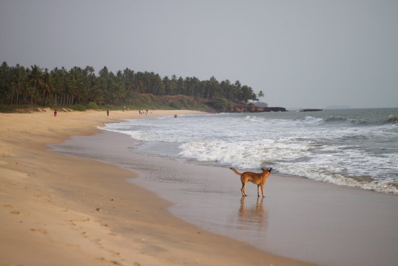 The beach dog.